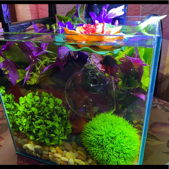 🔥Betta fish feeding house. No more messy tanks. - Picture 13 of 17